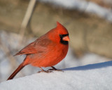 Northern Cardinal