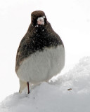 Dark-eyed Junco in the snow