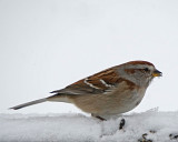 American Tree Sparrow
