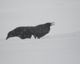 Two Crows in a snow storm.