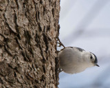 White-breasted Nuthatch
