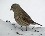 House Finch female