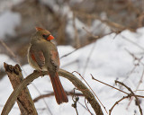 Northern Cardinal female