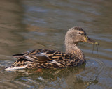 Mallard Female