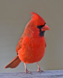 Northern Cardinal