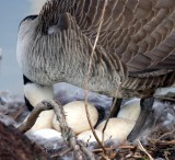 Tending the nest