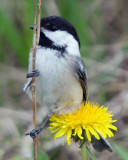 Black-capped Chickadee