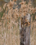 Nesting in a log - Mallard
