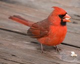 Northern Cardinal