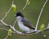 Eastern Kingbird