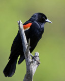 Red-winged Blackbird
