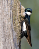 Tree Swallow