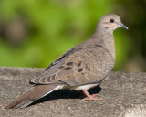 Mourning Dove
