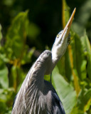 Great Blue Heron Evil Eye